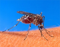 Toruń walczy  z meszkami i komarami