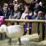 Zdjęcie z galerii Toruńska wigilia miejska 2015