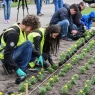 Zdjęcie z galerii "Polska w kwiatach" Toruń 2016