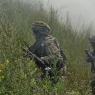 Zdjęcie z galerii NATO zdobywa most gen. Elżbiety Zawackiej w Toruniu