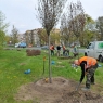 Zdjęcie z galerii Wiosenne nasadzenia drzew w Toruniu