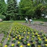 Zdjęcie z galerii Sadzenie kwiatów na toruńskich zieleńcach